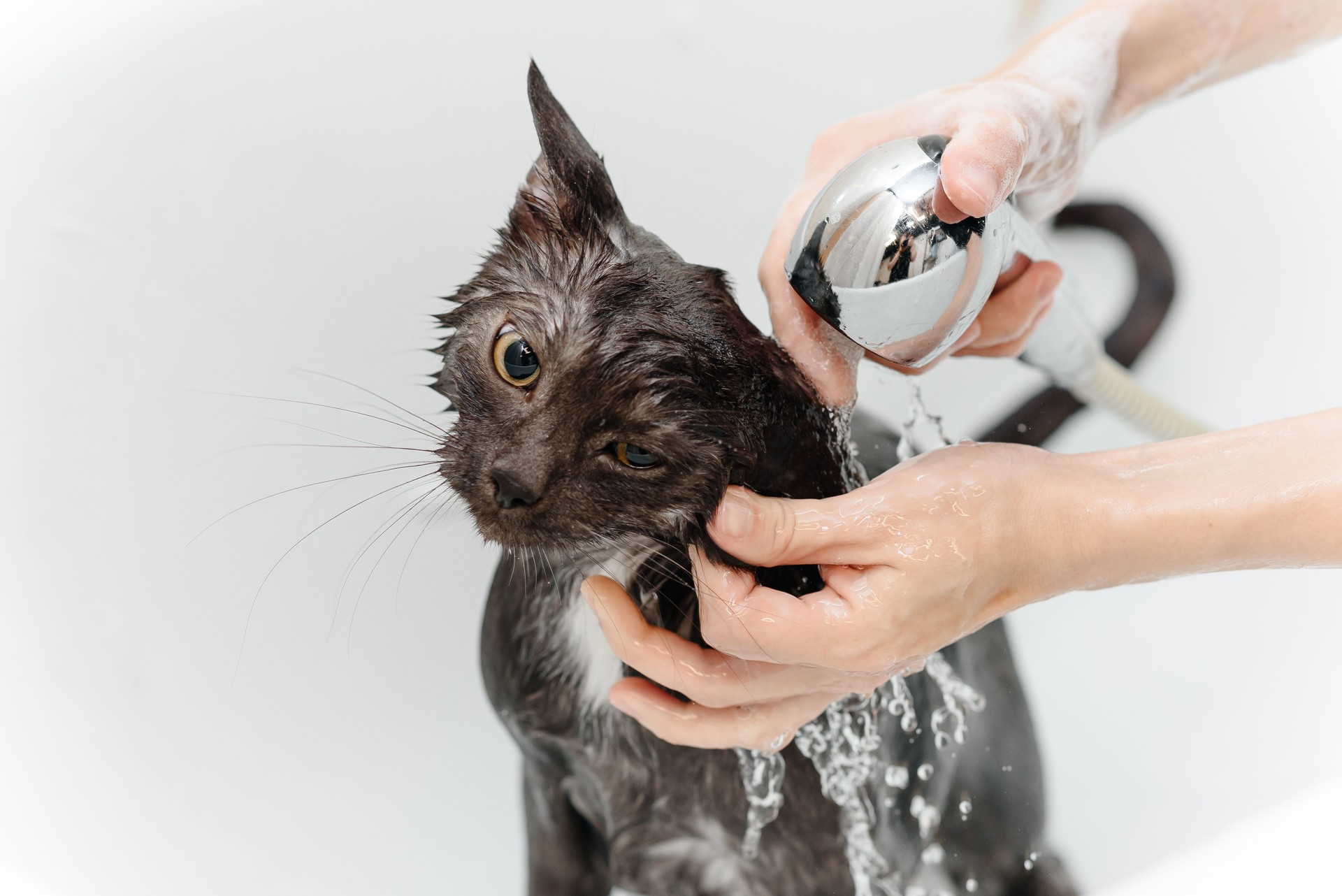 dark grey cat washing in white bath